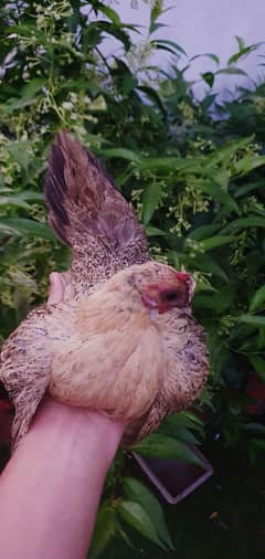Fancy Hen
