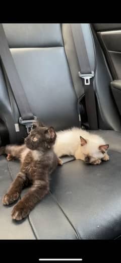Persian male cats