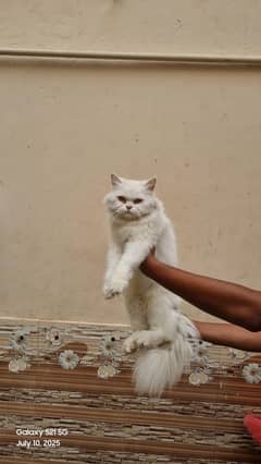 Persian cat