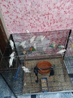 love birds breader pair available