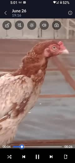 2 lakhi madia