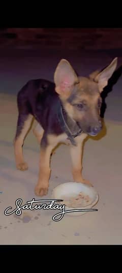 jerman shepherds