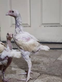 heera aseel chicks