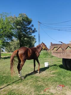 Horse For Tanga Racer & Neza Bazi