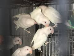 Top quality Albino Lutino Creamino Parblue breeder setup