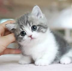 Persian cat for sale male female vaccine clear/0329/48/68/556/