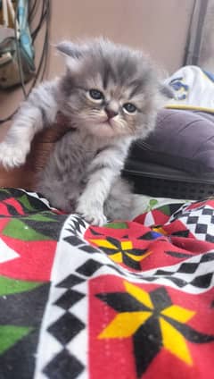 cat for sale