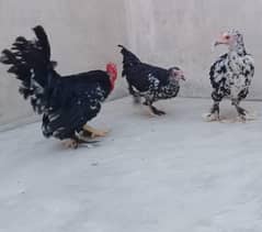 Mottled black bantam trio