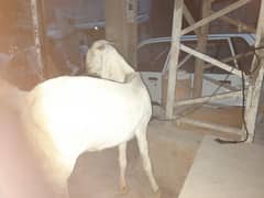 gulabi