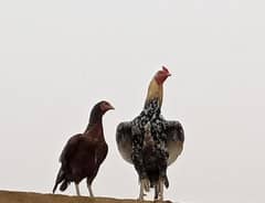 asseel mianwali pair0