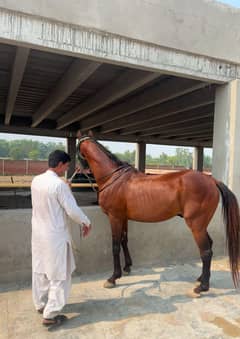 Stallion Throughbred