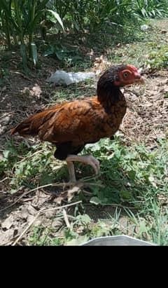 Aseel hen