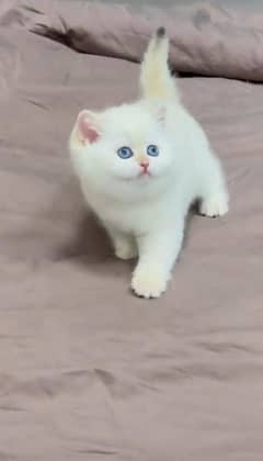 Persian kitten | triple long coated Kittens |  03407399480 WhatsApp