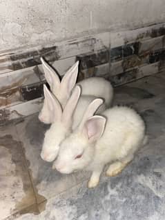Red eyes rabbits 2 male and one female