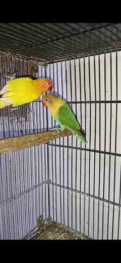 love bird pair chick chick