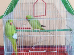 Green Parrot Male & Female