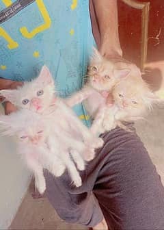 Persian kitten