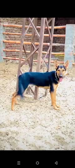German shepherd cross female