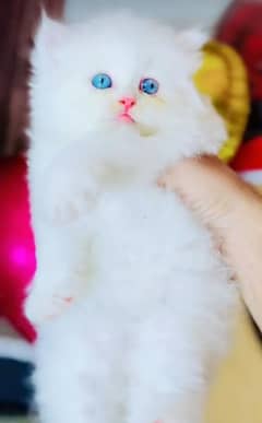Persian kitten | triple long coated Kittens |  03407399480 WhatsApp