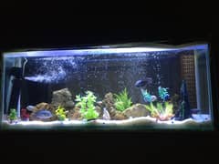 Fish