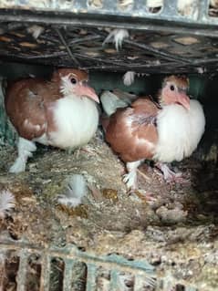 Pigeon  sherazi chicks