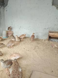 teetar chicks phone number 03059259027