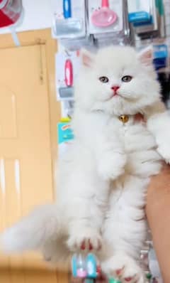 Persian kitten | triple long coated Kittens |  03407399480 WhatsApp