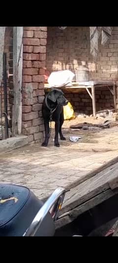 good dog