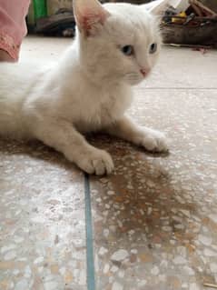 cat for sell