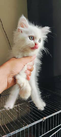 Persian kitten