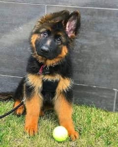 German