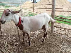 teddi bakri