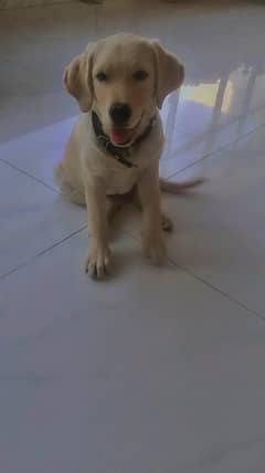 GOLDEN