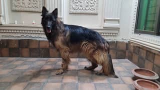 German shepherd long coad breeder