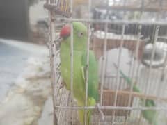 GREEN BREEDER PAIR