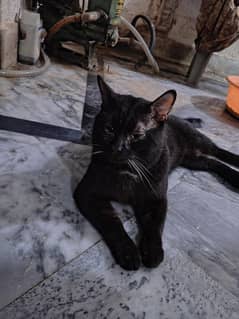 Russian cat fully trained