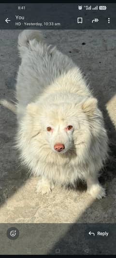 Pink Nose Russian Pair