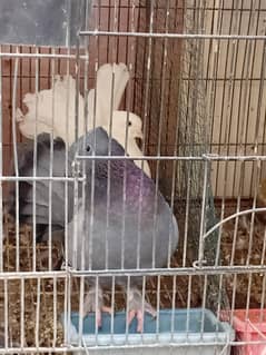 lakka kabotar pair