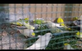 parrot