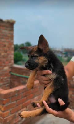German shepherd puppies available 03121710882 Whatsapp