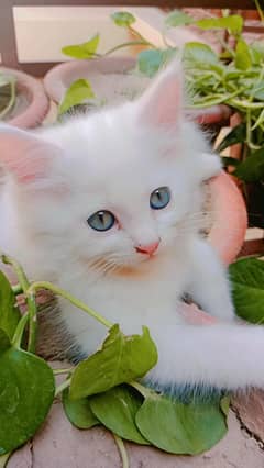 PERSIAN DOLL FACE CAT PAIR