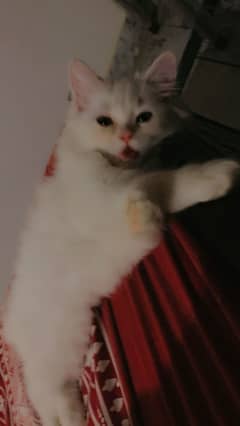TRIPLE COAT PERSIAN KITTEN FOR SALE