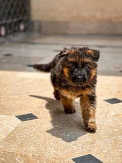 German Shepherd puppy for sale