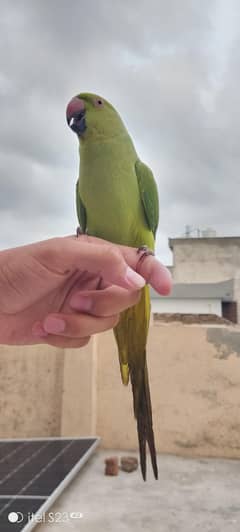 Beautiful green female parrot