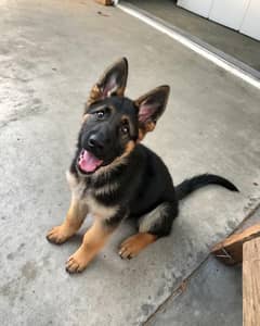 German