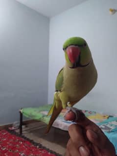 GREEN RINGNECK FACE TO FACE TALKING MALE
