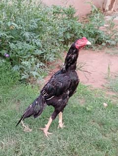 Pure aseel ptha for sale