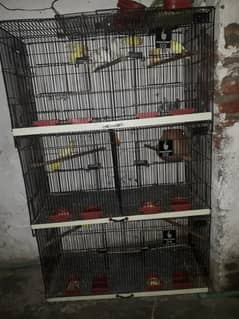 crinino