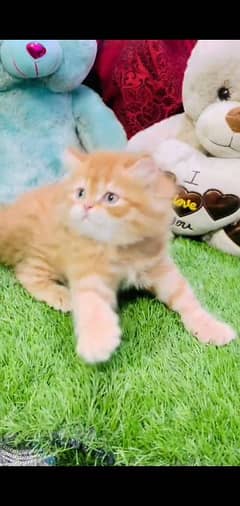 Persian kitten | triple long coated Kittens |  03407399480 WhatsApp
