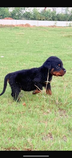 Rottweiler KCP pedigree puppies